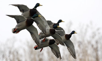 Eenden jacht / Bestrijding