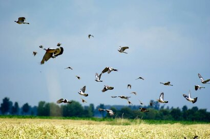 Duiven jacht / Bestrijding