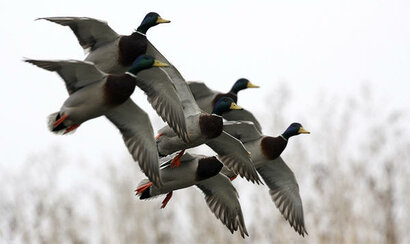 Eenden jacht / Bestrijding