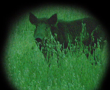 Nachtzicht / Infrarood