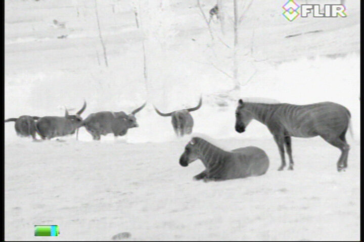 FLIR Scout III 320 Warmtebeeldcamera