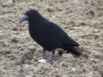Beflockte volle kraai