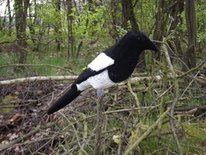 Beflockte volle ekster