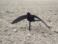 Beflockte vliegende kraai