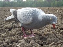 Beflockte volle duif met voet