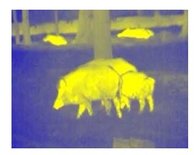Dipol TFA 1000 Warmtebeeld voorzetkijker