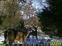 SALE: Wildcamera PRIMOS model 01