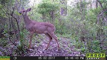 SALE: Wildcamera PRIMOS model 01
