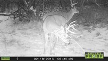 SALE: Wildcamera PRIMOS model 01