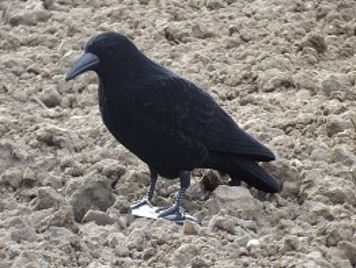 Beflockte volle kraai