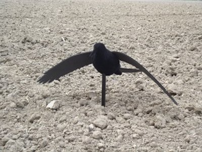 Beflockte vliegende kraai