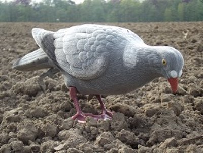 Beflockte volle duif met voet