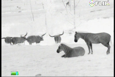 FLIR Scout III 320 Warmtebeeldcamera